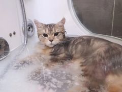 -babydoll猫舍·米努特·德文·缅因(久光中心店)