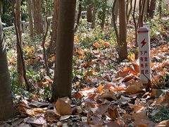 -上海佘山国家森林公园天马山园