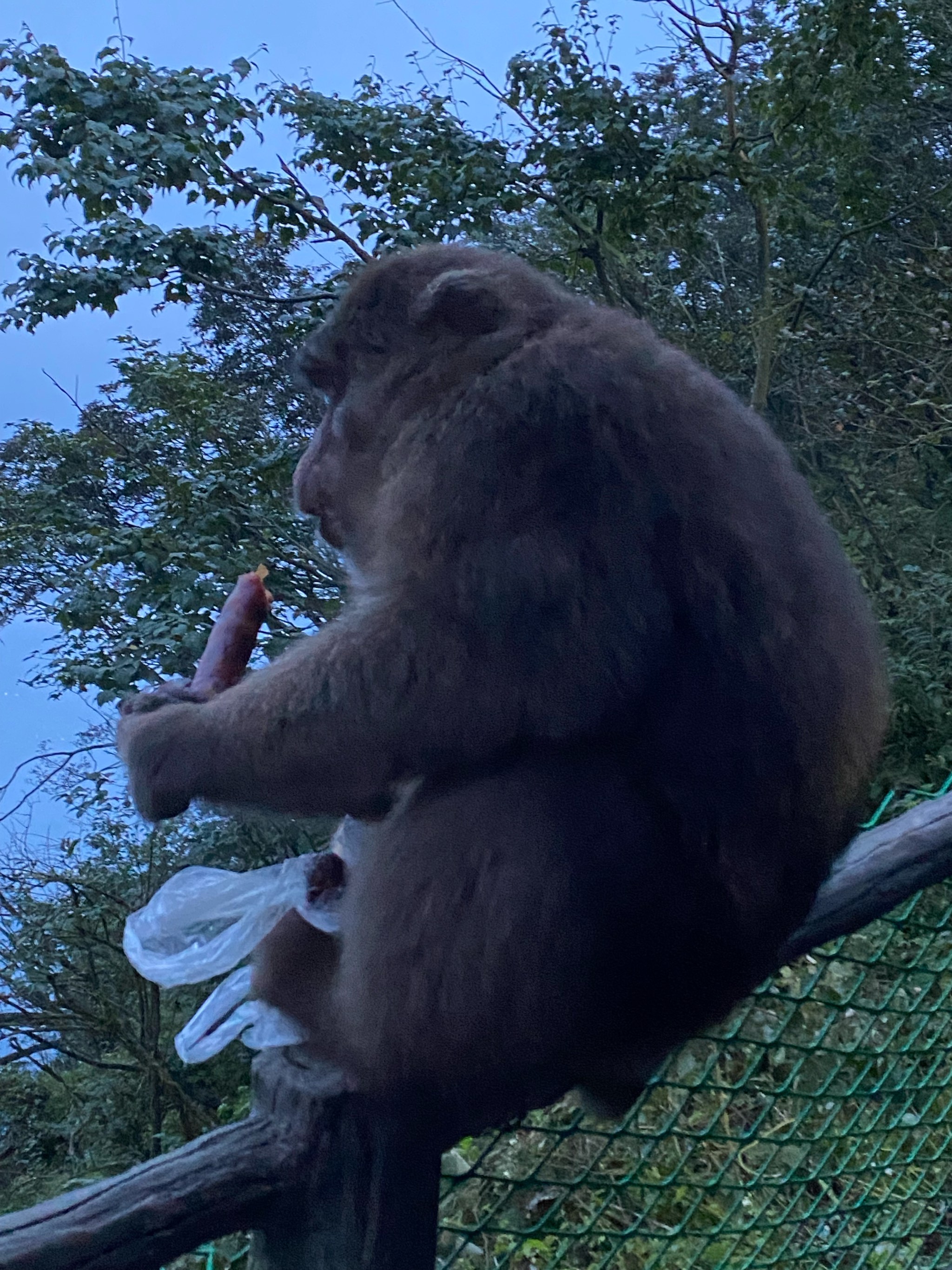 峨眉山胖猴图片