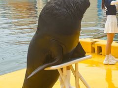 -秦皇岛乐岛海洋王国