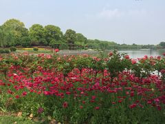 -上海鲜花港