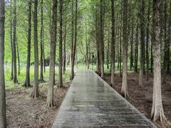 -溱湖国家湿地公园