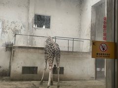 -成都动物园