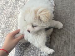 -关爱宠物医院·猫科中心·消化科(滨湖万达分院)