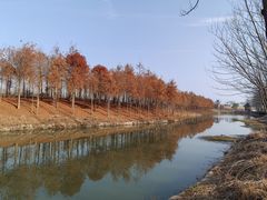 -合肥滨湖国家森林公园