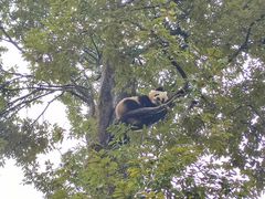 -中国大熊猫保护研究中心雅安碧峰峡基地