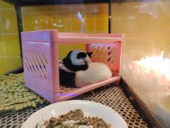 -神奇动物撸宠馆·羊驼·小浣熊·异宠(豫园店)