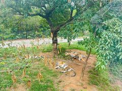 -深圳野生动物园