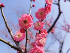 -梅花山(明孝陵内)