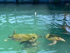 -海南分界洲岛旅游区