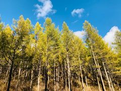 -塞罕坝国家级自然保护区