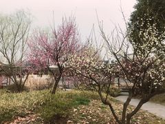 -采石矶景区