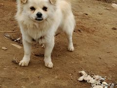 龙湖东院特色农庄的小白狗！-龙湖东院农庄(乡间小路店)