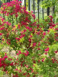 -姜美堂·蒸姜除湿の纤体美颜馆