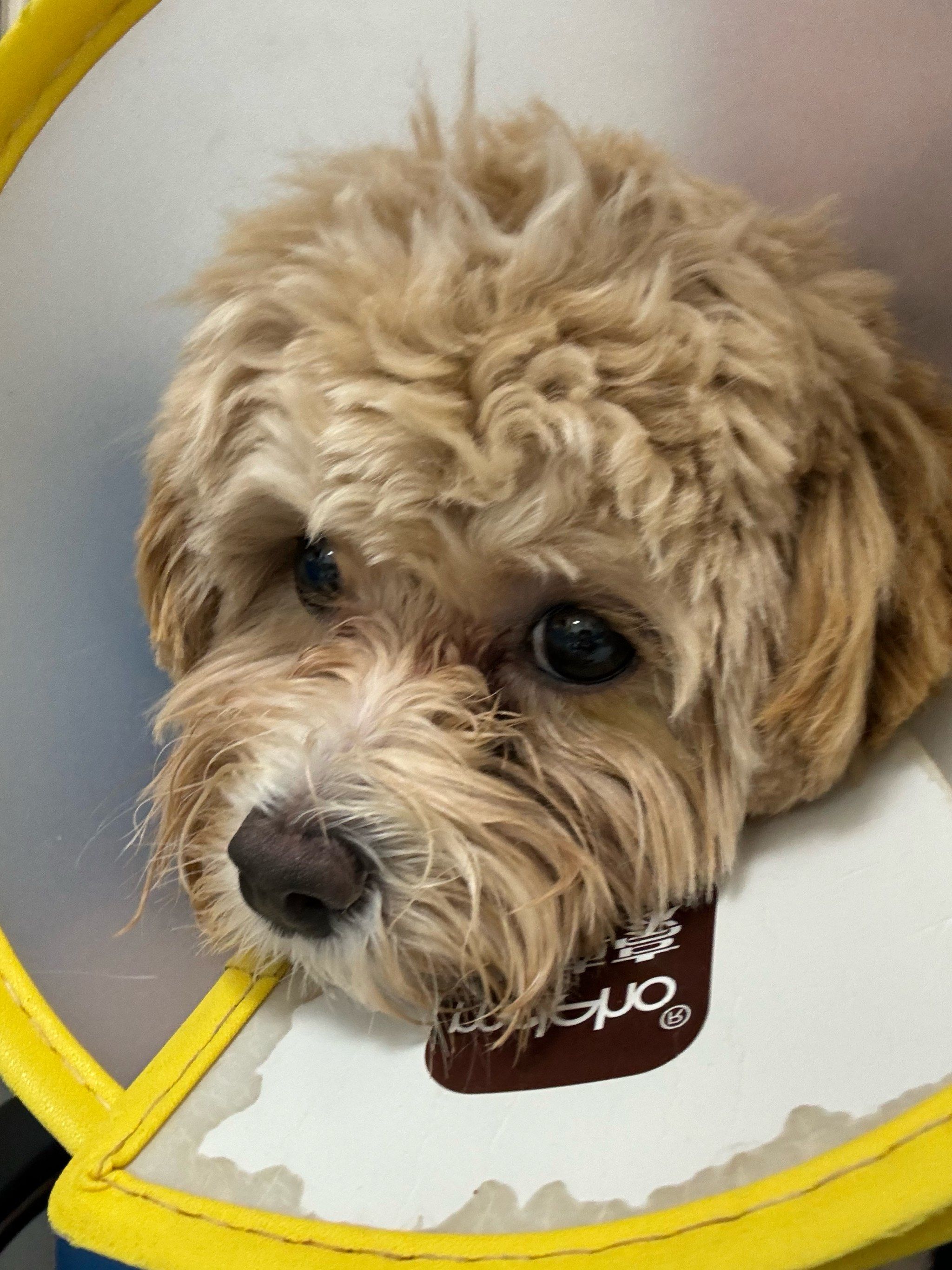 起源
泰迪装属于贵宾犬的一种美容方式