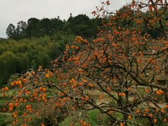 -楠溪江风景名胜区
