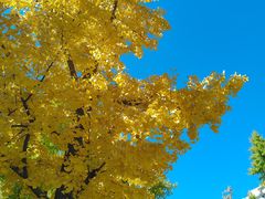 -万荣烤鸭店·北京菜(农光里店)