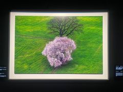 -罗红摄影艺术馆