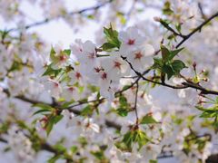 -上海共青森林公园