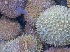 -开皇马来西亚榴莲美食店(华强北店)