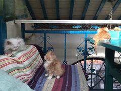 -Sirena海妖日咖夜酒