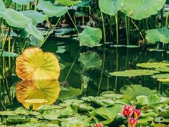 -国家植物园南园