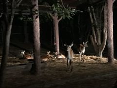 -清迈夜间动物园