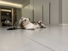 -宠爱国际动物医院· 猫科· 外科·中兽医(长白店)