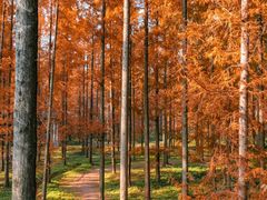 -黄海国家森林公园