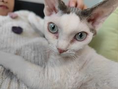 -琪喵猫屋·撸猫猫咖·猫舍