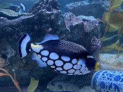 -海合安成都极地海洋公园