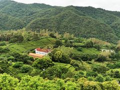 -雁南飞茶田景区