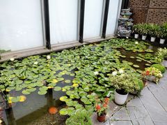-陈家山荷花公园