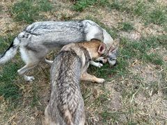 -趣多多宠物公园·宠物训犬学校·宠物寄养