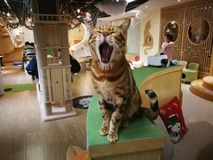 -猫和宫(六道口店)