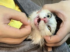 -御宝贝·A梦猫科宠物医院(国际猫友好医院)