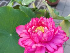 -莲花池公园