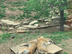 -大连森林动物园