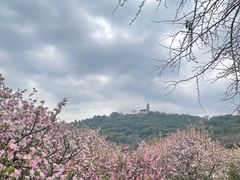 -苏州上方山国家森林公园