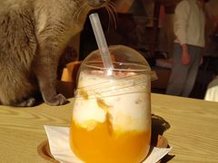 -滚猫咖啡·猫咖·猫友好撸猫(未来城店)