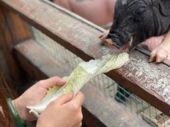 -北京鹿世界主题园