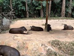 -广州长隆野生动物世界