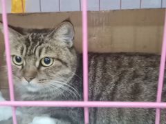 -伟伟宠物医院·CT影像中心·瑞派犬猫综合性门诊(汉口总院)