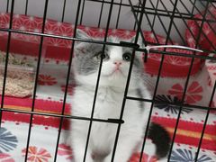 -欣宠猫屋·矮脚拿破仑·蓝金金渐层