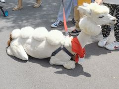 -灵玲国际马戏城