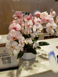 -四川娇点医学美容医院
