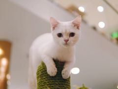 -飞行喵MR PILOT|猫舍·猫咖(静安大融城店)