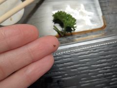 -池田寿司·新鲜现做(昌平悦荟店)