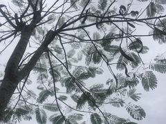 -亚龙湾国际玫瑰谷