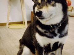 -柴迷FANS CLUB·柴犬狗咖·猫咖